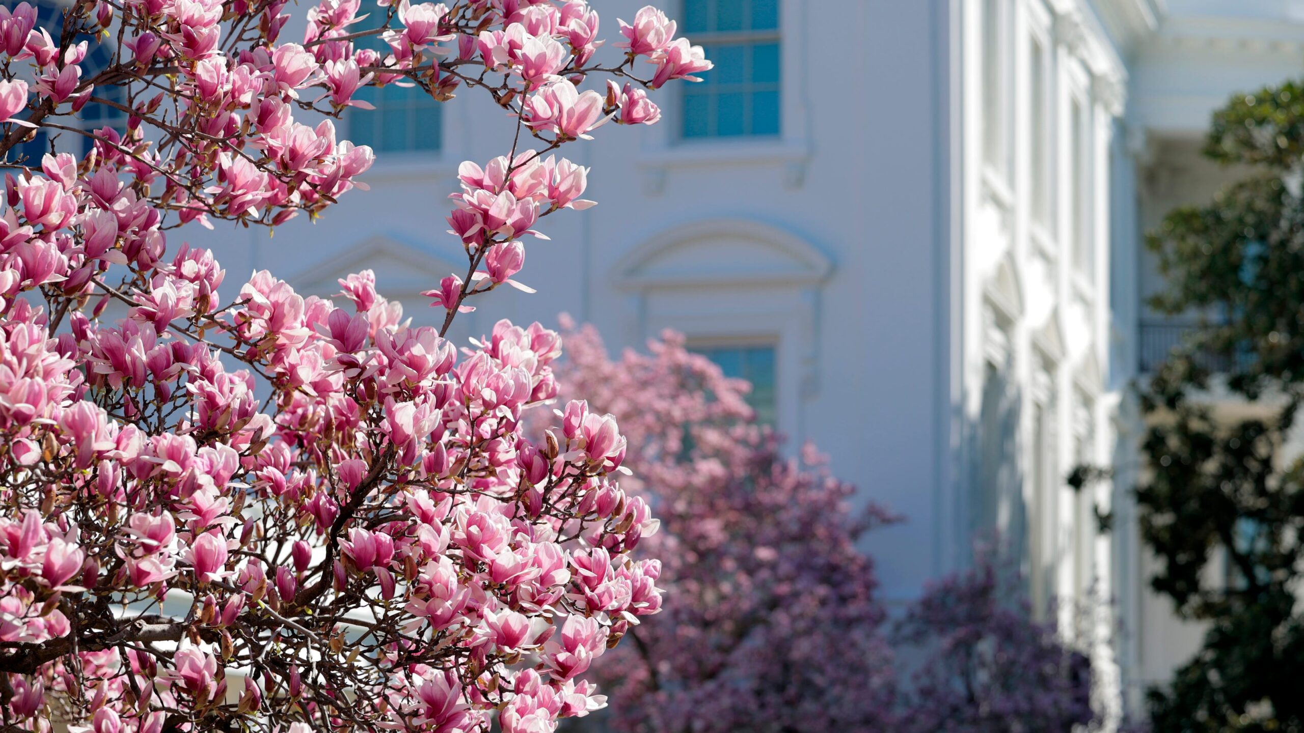 Cherry Blossoms Blooming in Washington, DC: When is Peak Bloom?