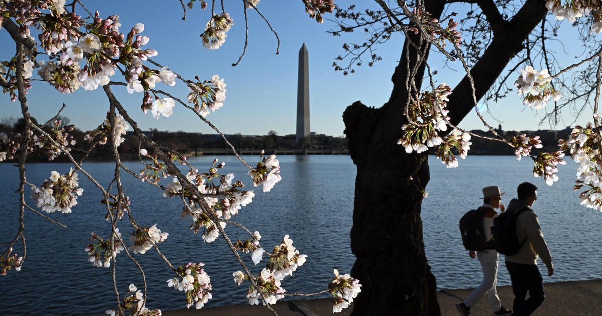 Cherry Blossoms DC: Best Spots & Peak Bloom 2025 Guide