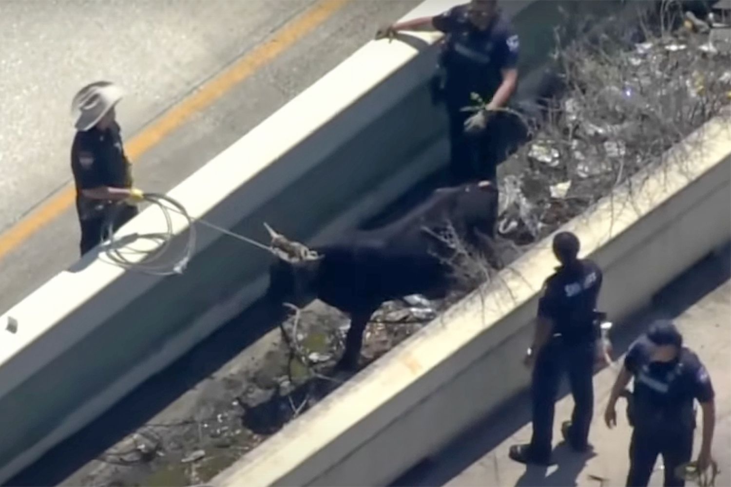 Steers Cause Chaos on Texas Freeway: What Happened?