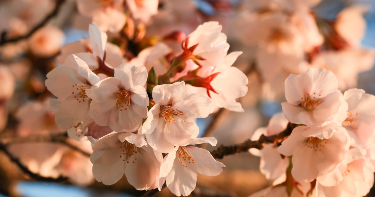 Baltimore Cherry Blossom Festival: Best Spots & Peak Bloom 2025