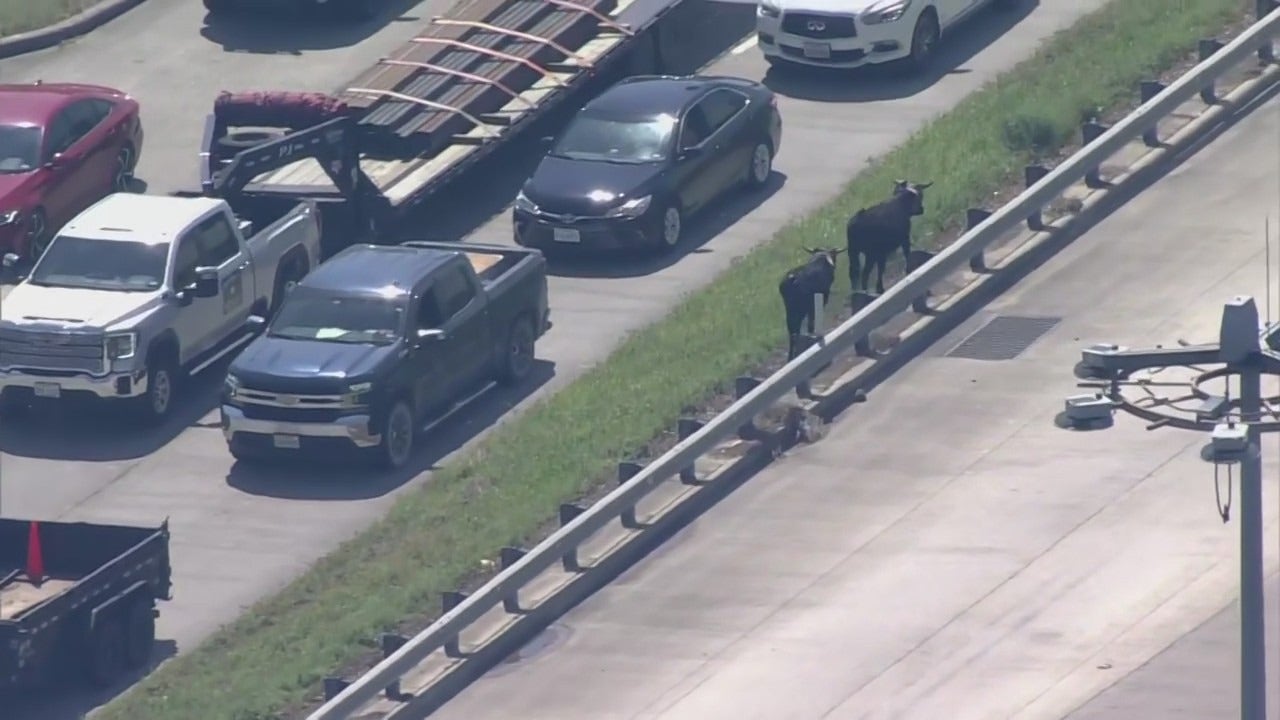 Steers Loose on I-45 in Houston: Traffic Chaos Ensues | FYM News