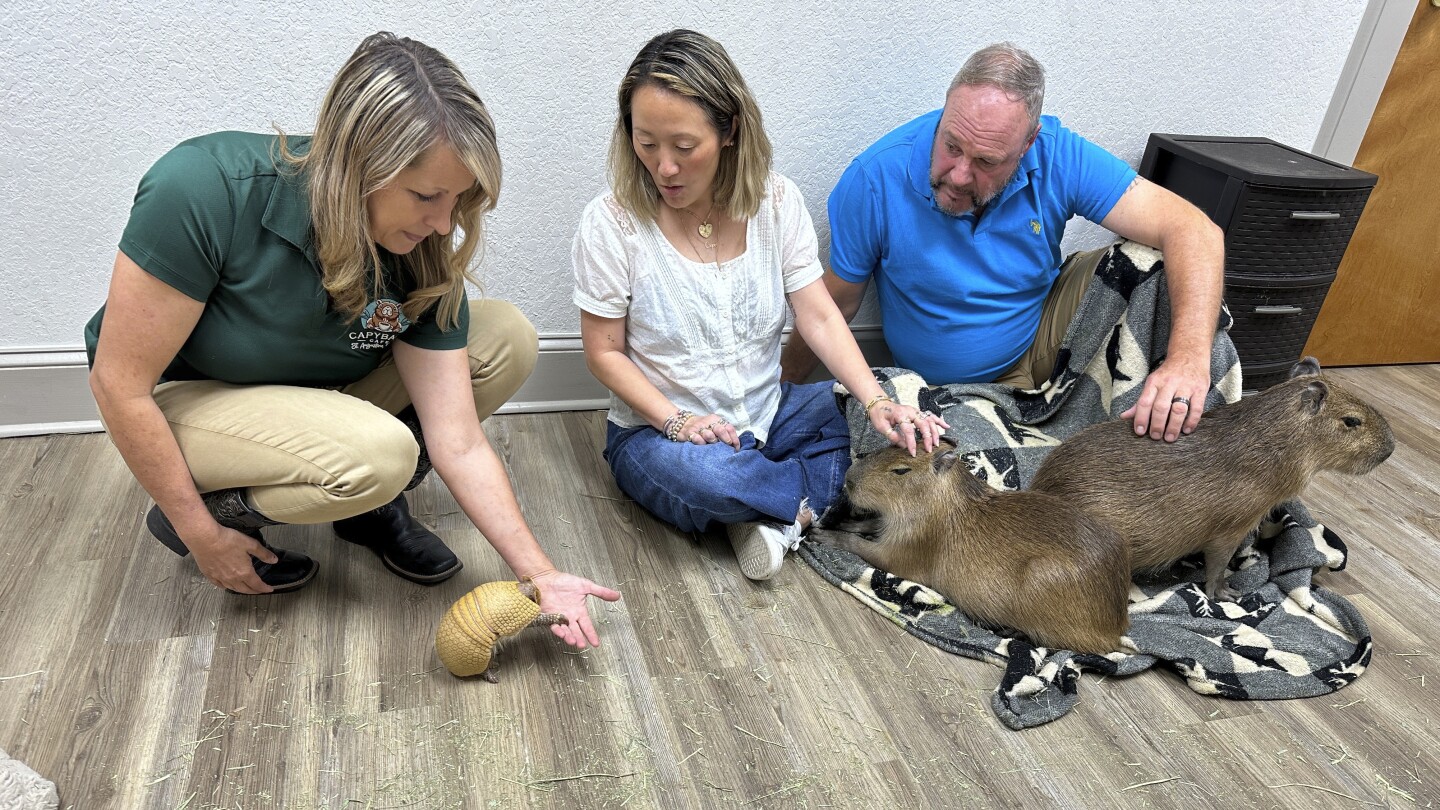 Cuddle Up with Giant Rodents at Florida’s Capybara Cafe