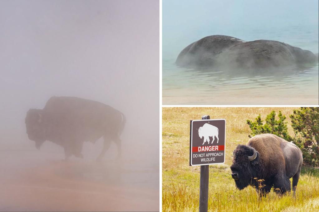 Bison Boils to Death in Yellowstone Hot Spring: A Tourist Horror
