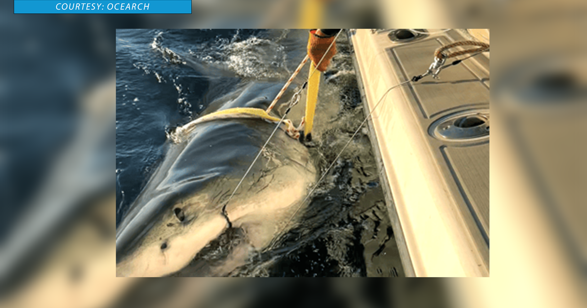 Contender Shark: Largest Male Great White Spotted off North Carolina