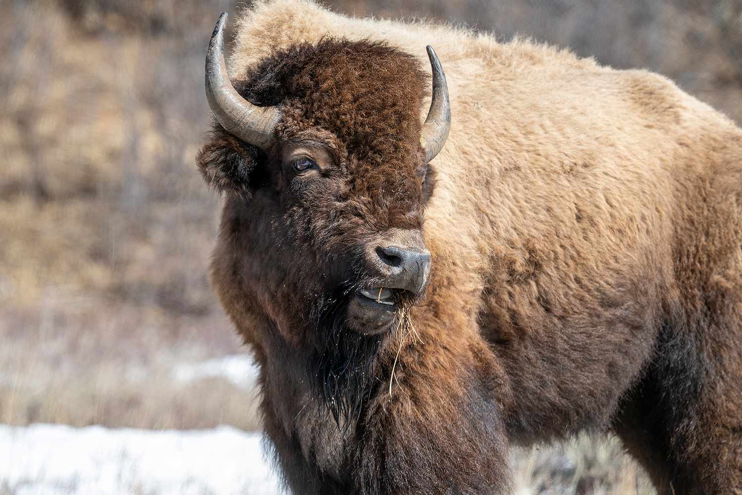 Bison Dies in Yellowstone Hot Spring: Tourist Tragedy | FYM News