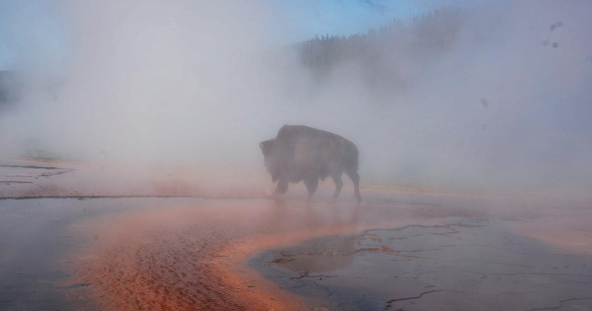 Tragedy at Yellowstone: Bison Dies After Falling into Hot Spring