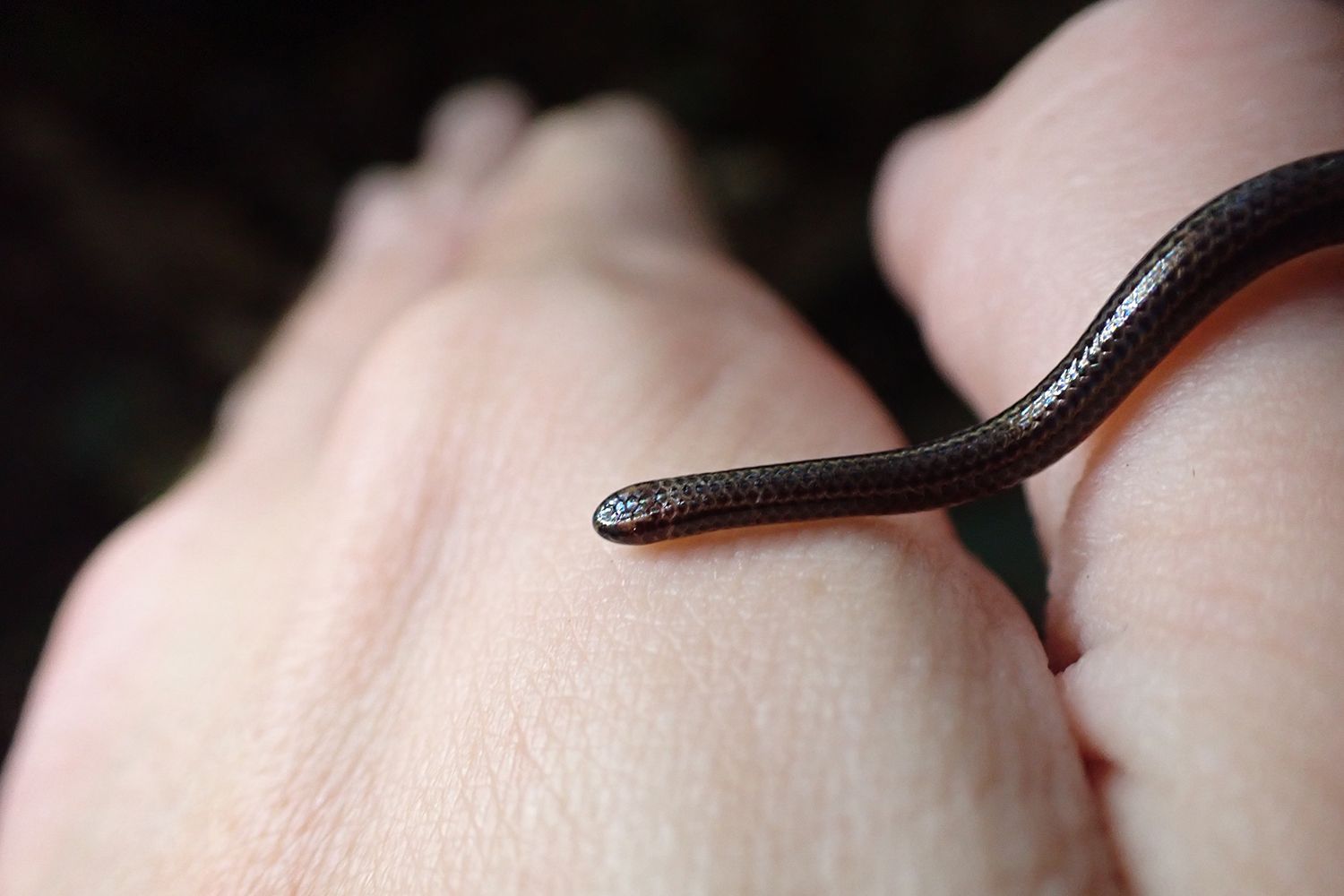 World’s Smallest Snake ‘Rediscovered’ in Barbados After 20 Years