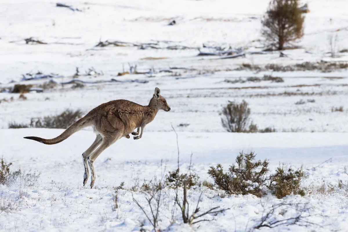 Australia Snowstorm: Grappling with Extreme Snowfall Impacts | FYM News