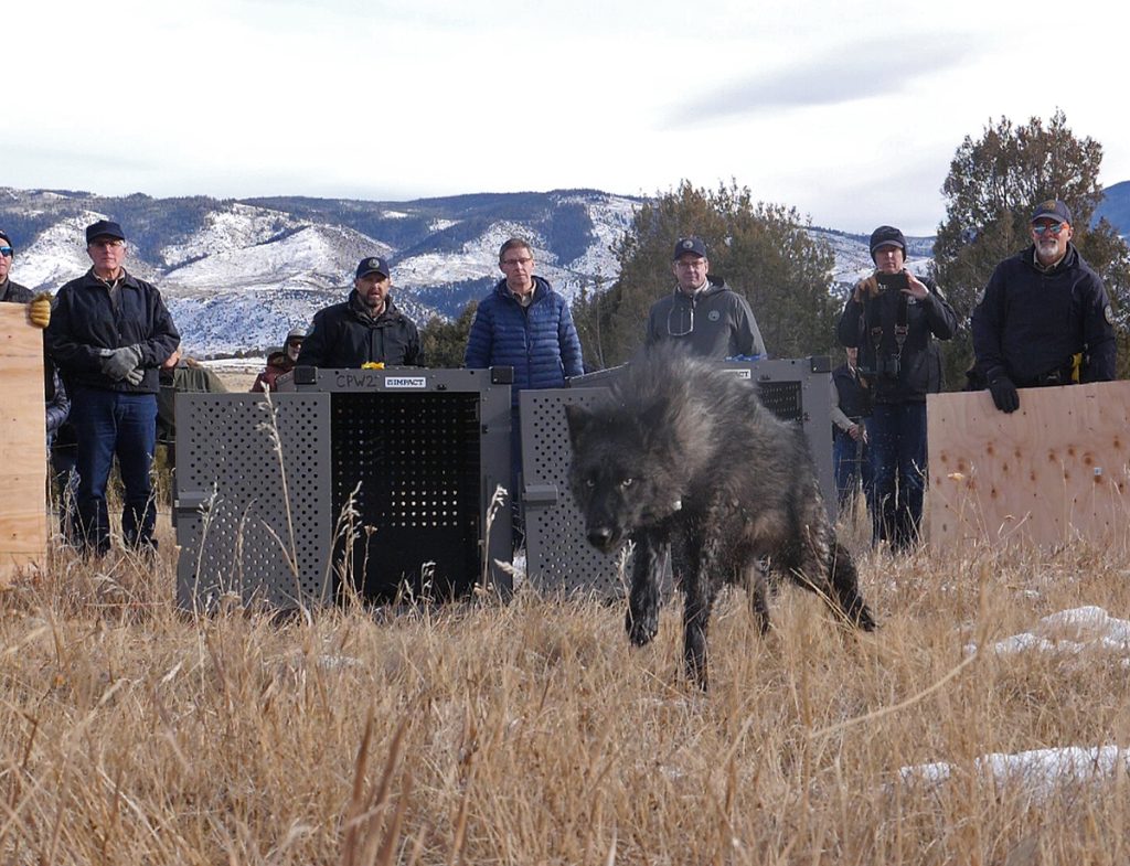 Urban Ignorance vs. Rural Reality: CPW’s Clueless Stance on Wolf Attacks