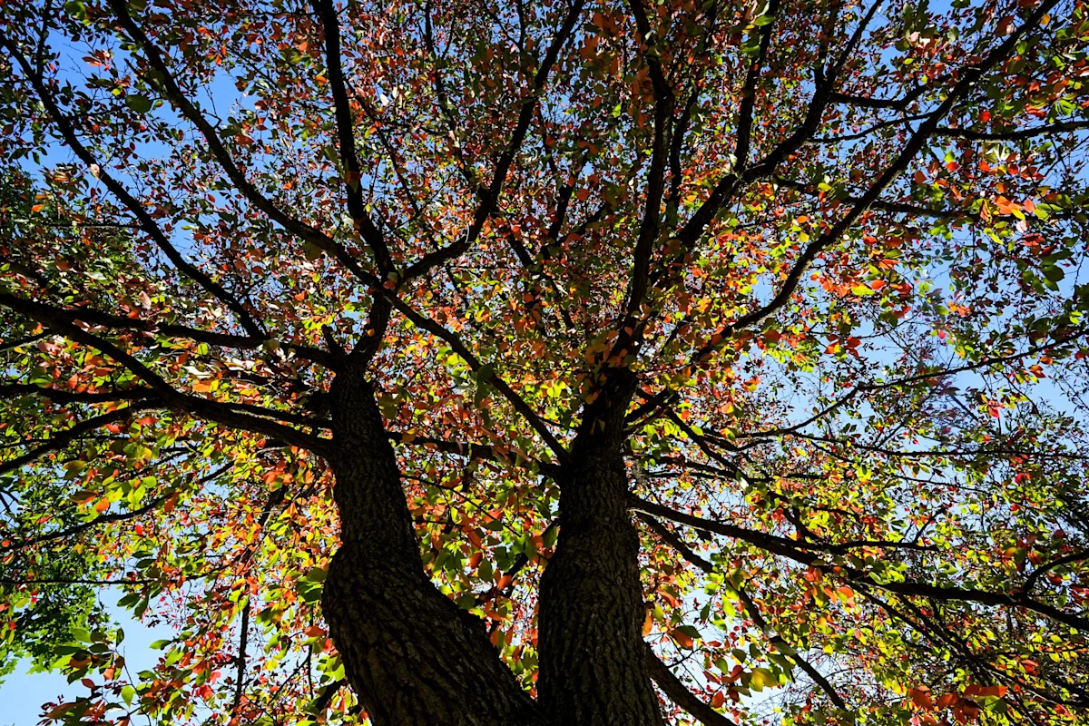 Nashville Weather Forecast for Fall 2025: What to Expect After a Rainy Start