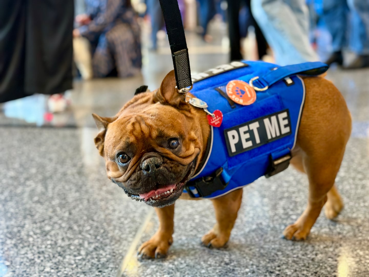 Massport Introduces Therapy Dogs at Logan Airport to Calm Passengers | FYM News