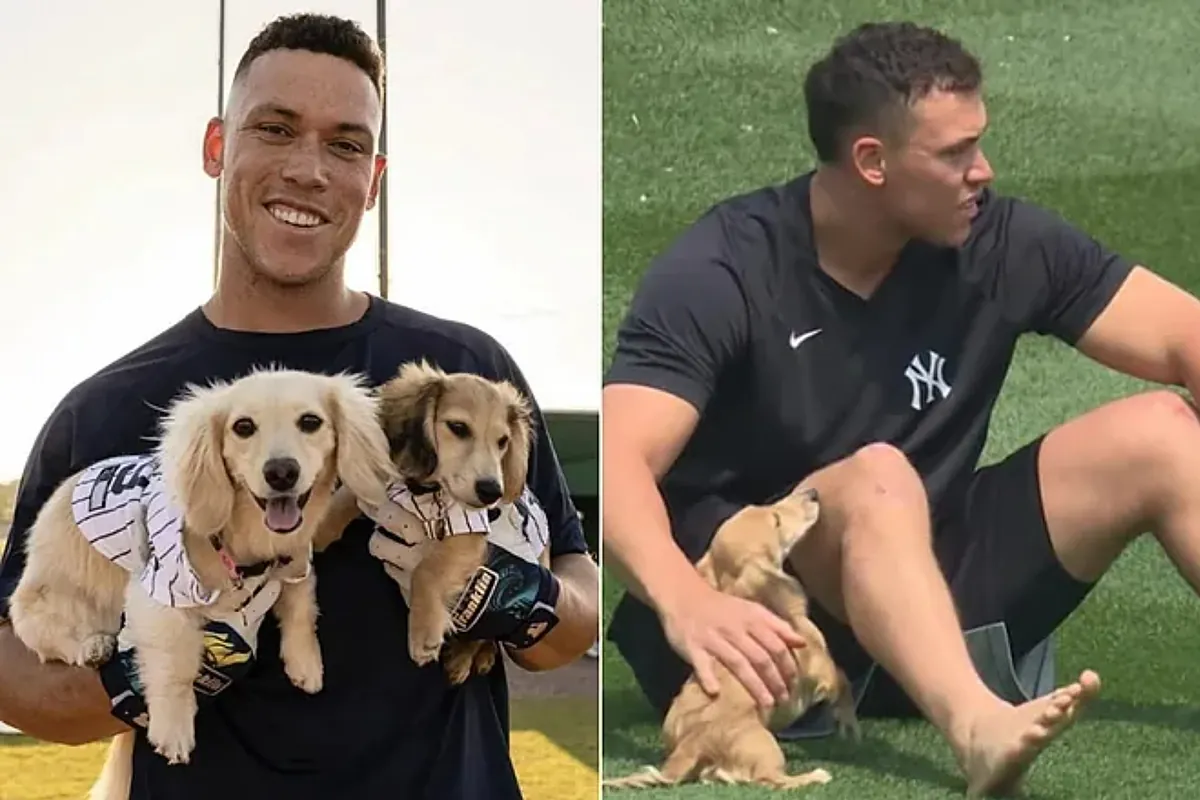 Aaron Judge’s Dogs Steal the Show with Hilarious Halloween Costumes